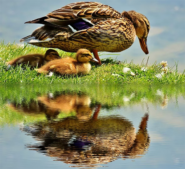 Water Reflection Photoshop Actions